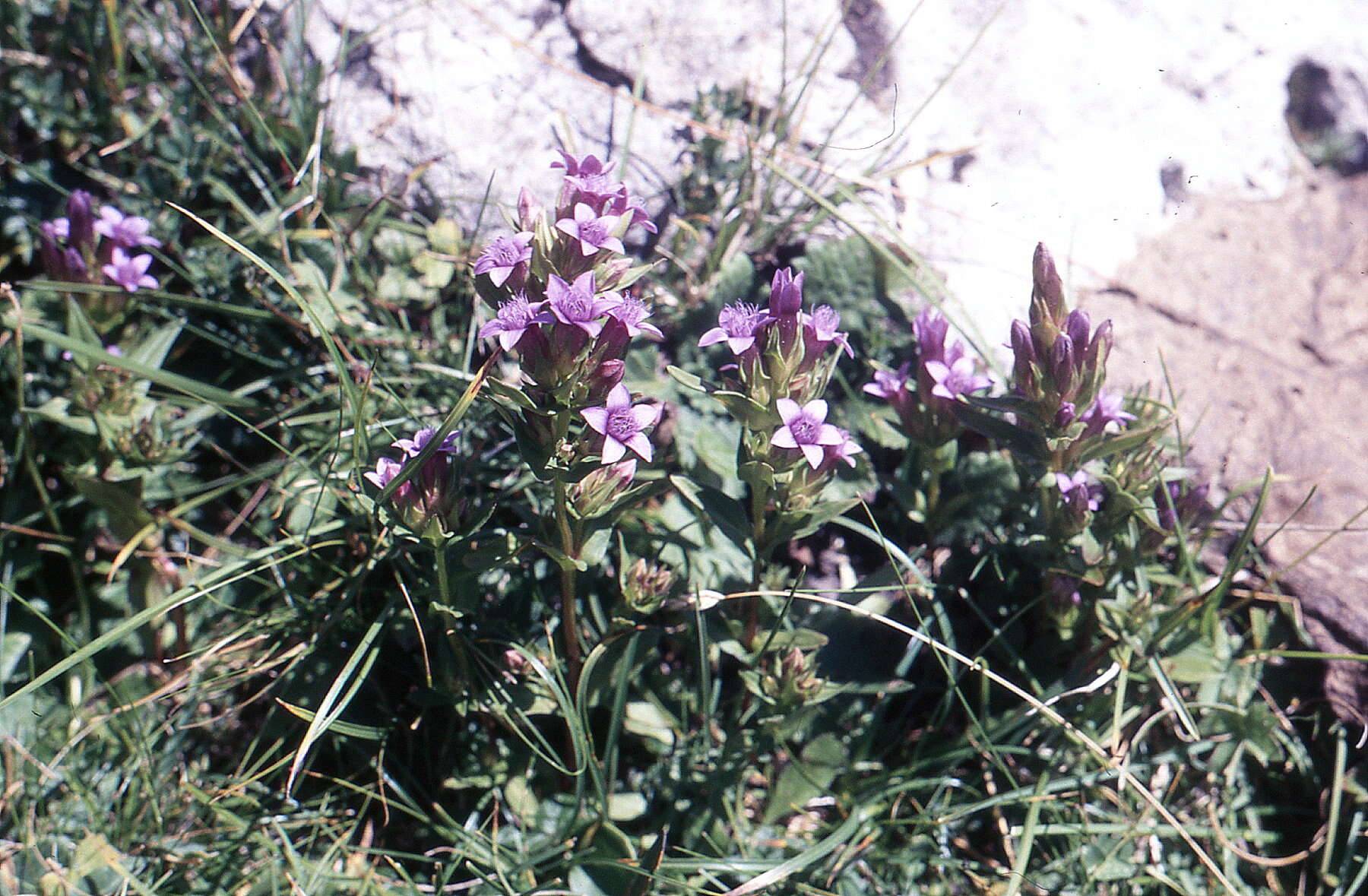 Image of chiltern gentian