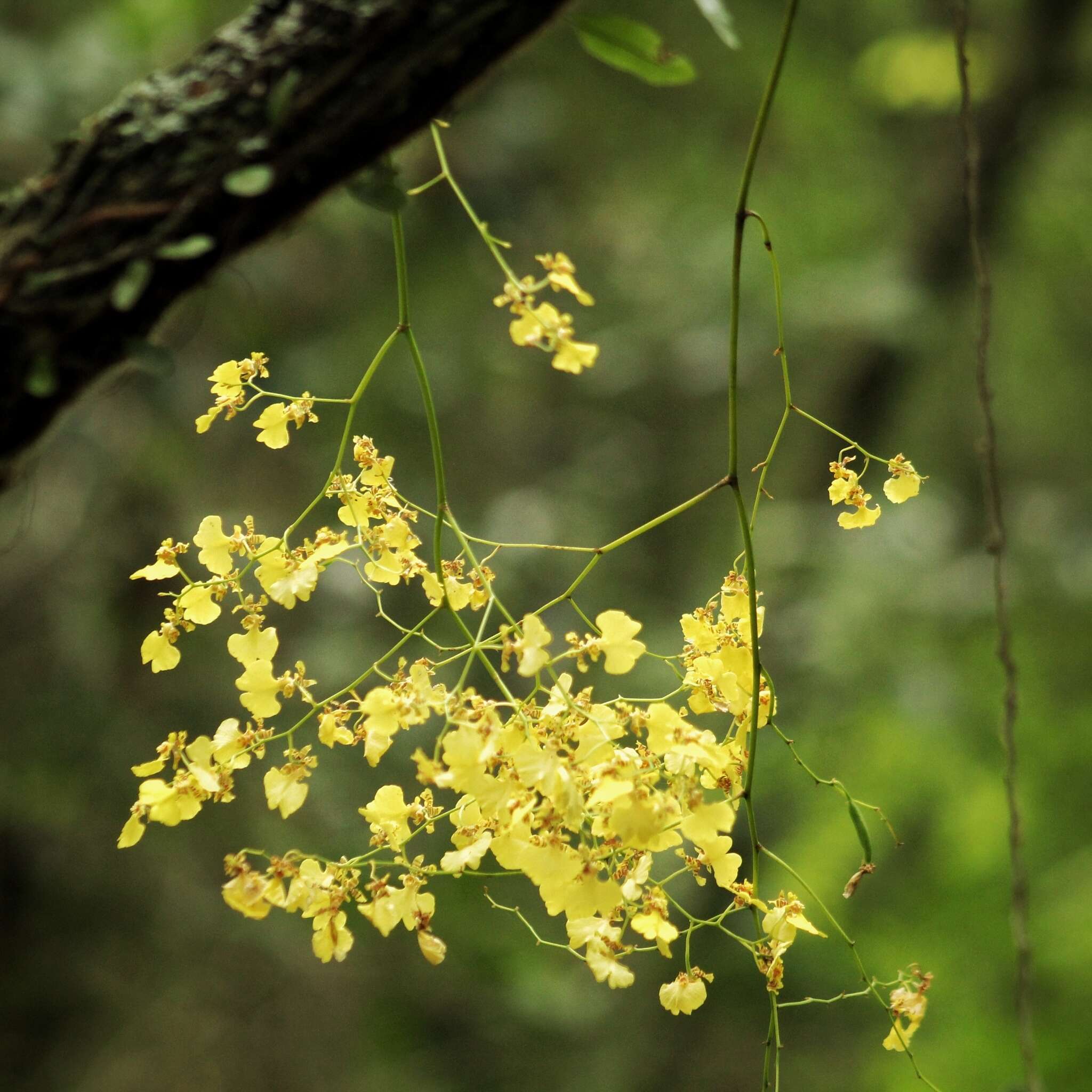 Imagem de Gomesa flexuosa (G. Lodd.) M. W. Chase & N. H. Williams