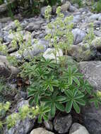 Image of Alpine Lady's-mantle