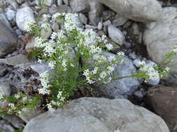 Plancia ëd Galium anisophyllon Vill.