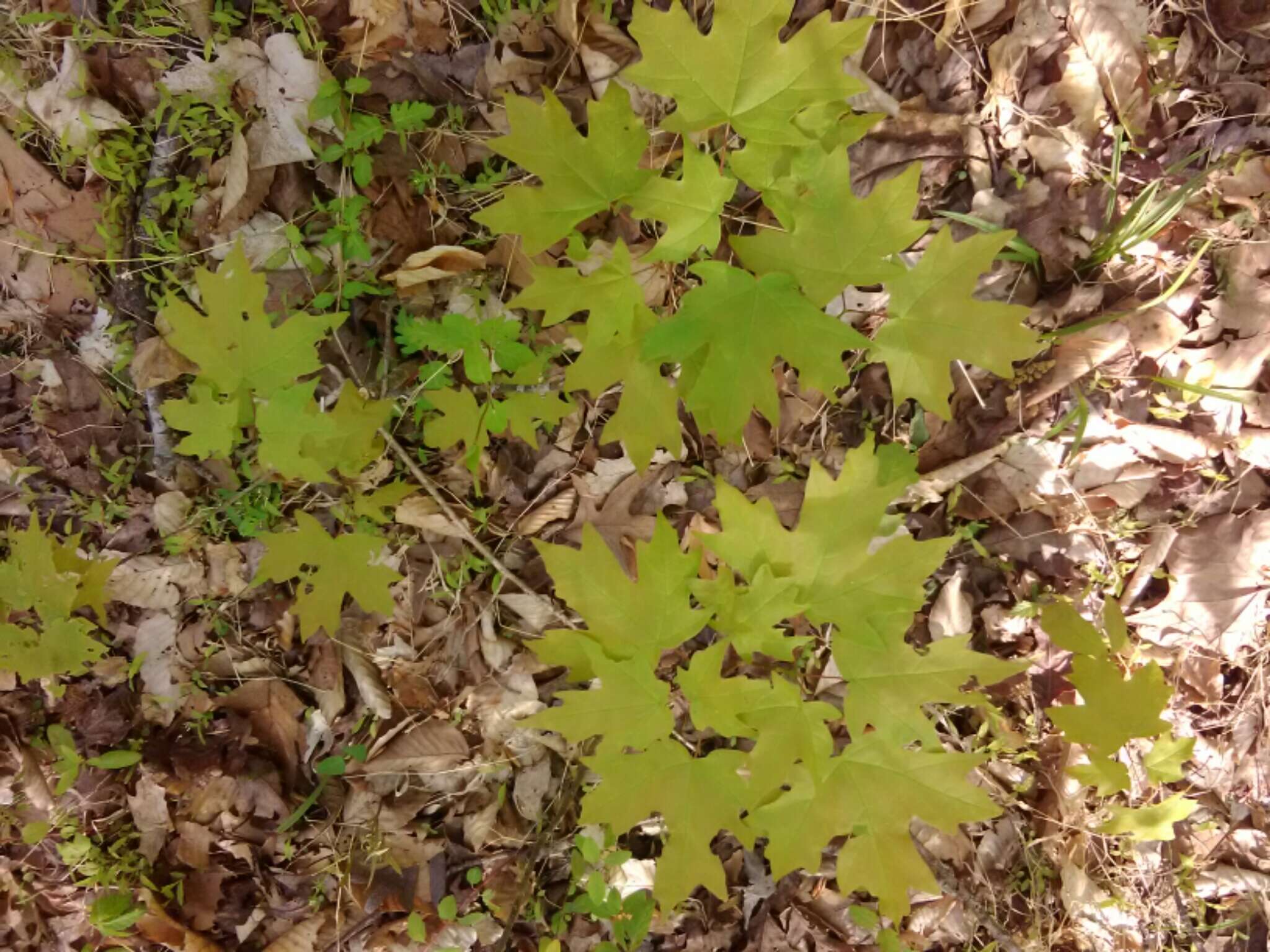 Image of Florida maple