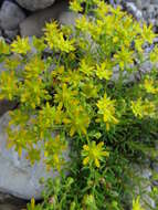 Image of Yellow (Mountain) Saxifrage