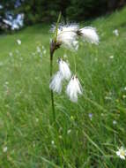 Image of common cottongrass