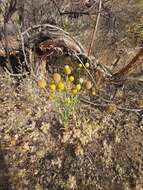 Image of Helenium aromaticum (Hook.) L. H. Bailey