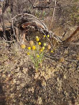 Image of Helenium aromaticum (Hook.) L. H. Bailey