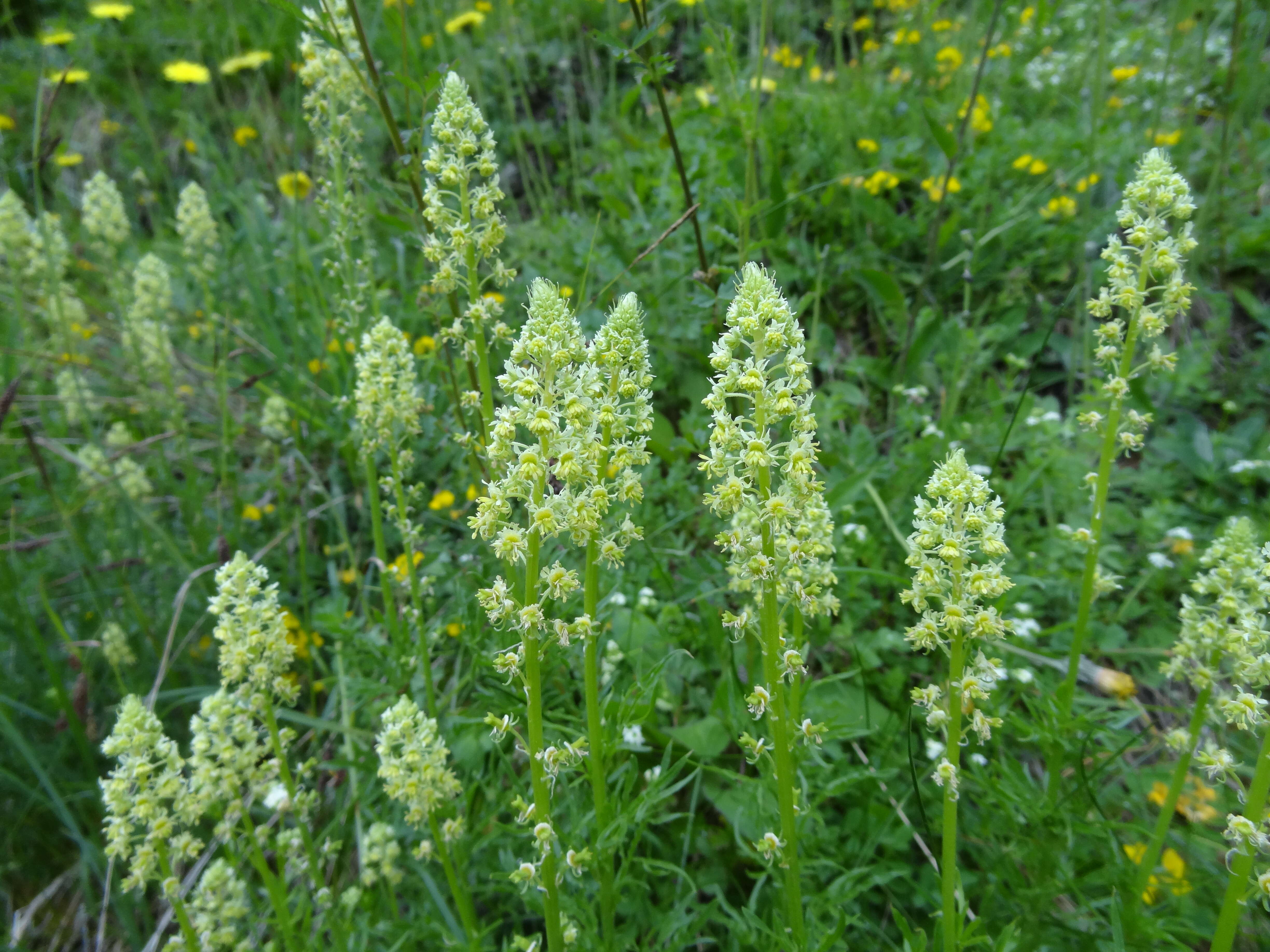 Слика од Reseda lutea L.