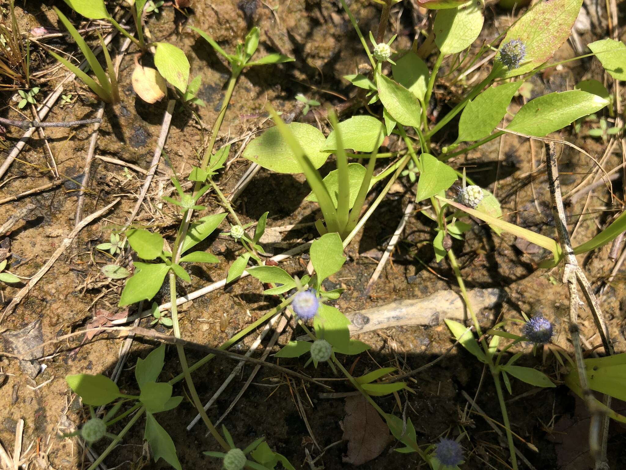 Image of creeping eryngo