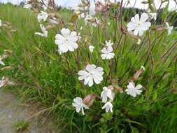 Image of Bladder Campion