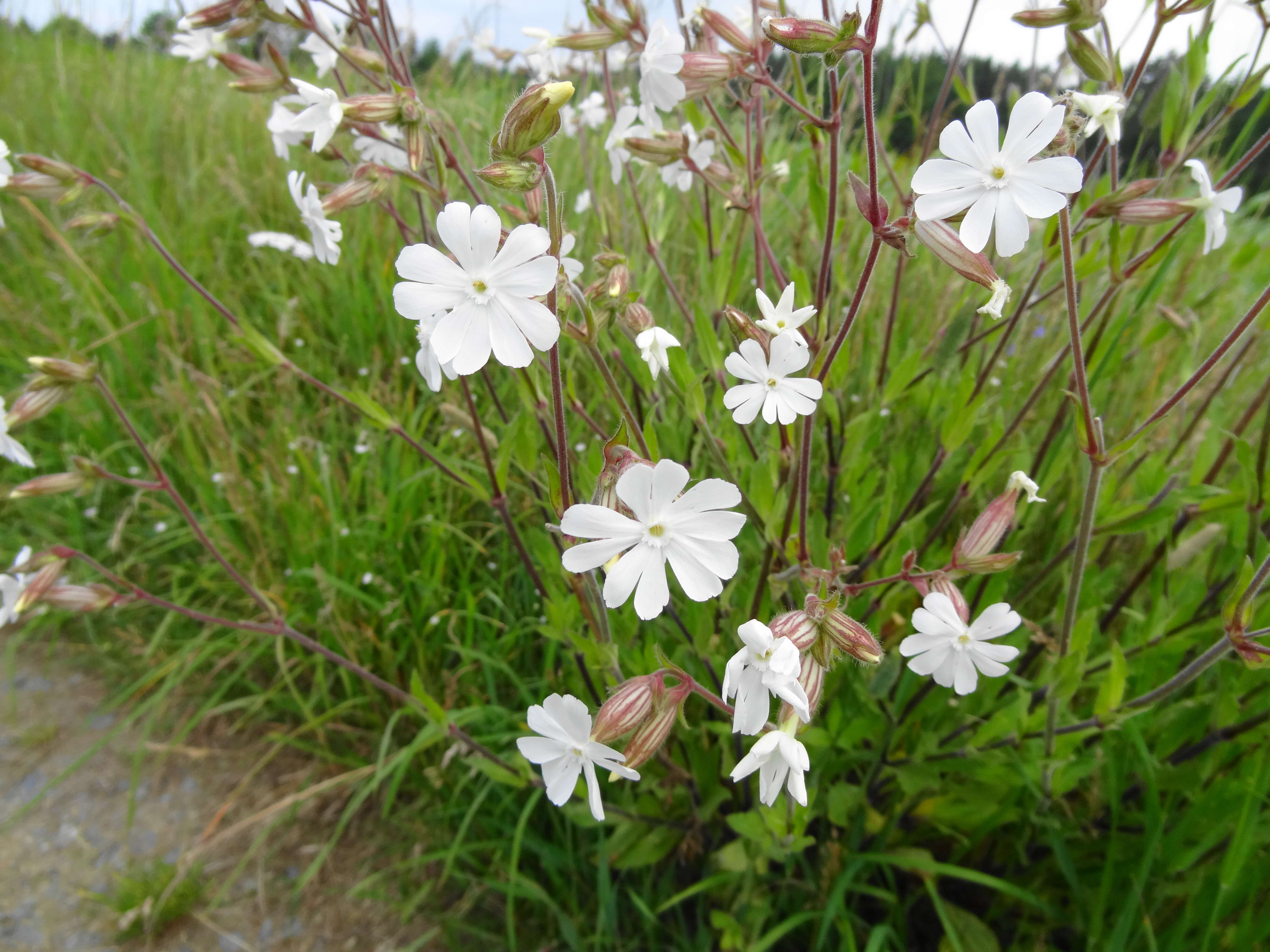 Image of Bladder Campion