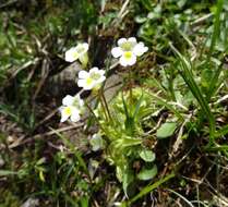 Image of Pinguicula alpina L.