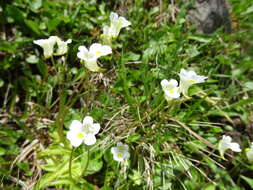 Image of Pinguicula alpina L.