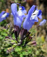 Image of Salvia muirii L. Bolus