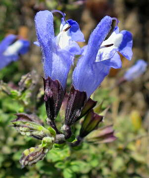 Imagem de Salvia muirii L. Bolus