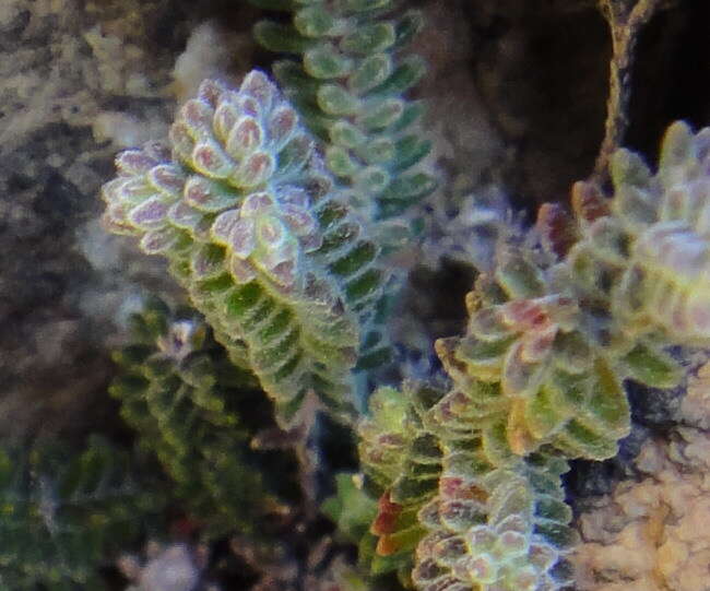 Image of Erica lithophila E. G. H. Oliv. & I. M. Oliv.