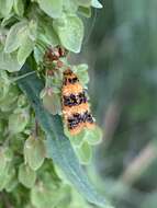 Слика од Commophila aeneana Hübner 1799