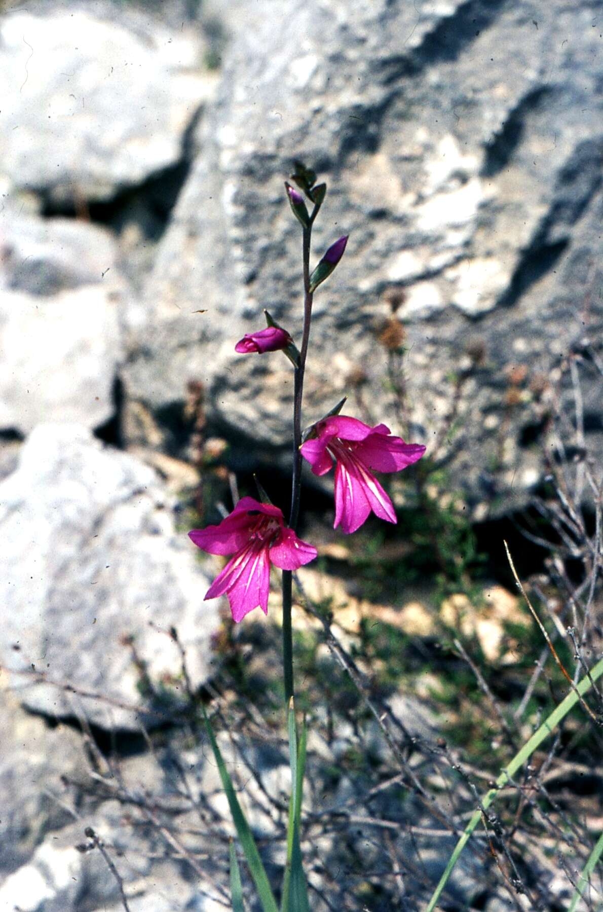 Image of Gladiolus illyricus W. D. J. Koch