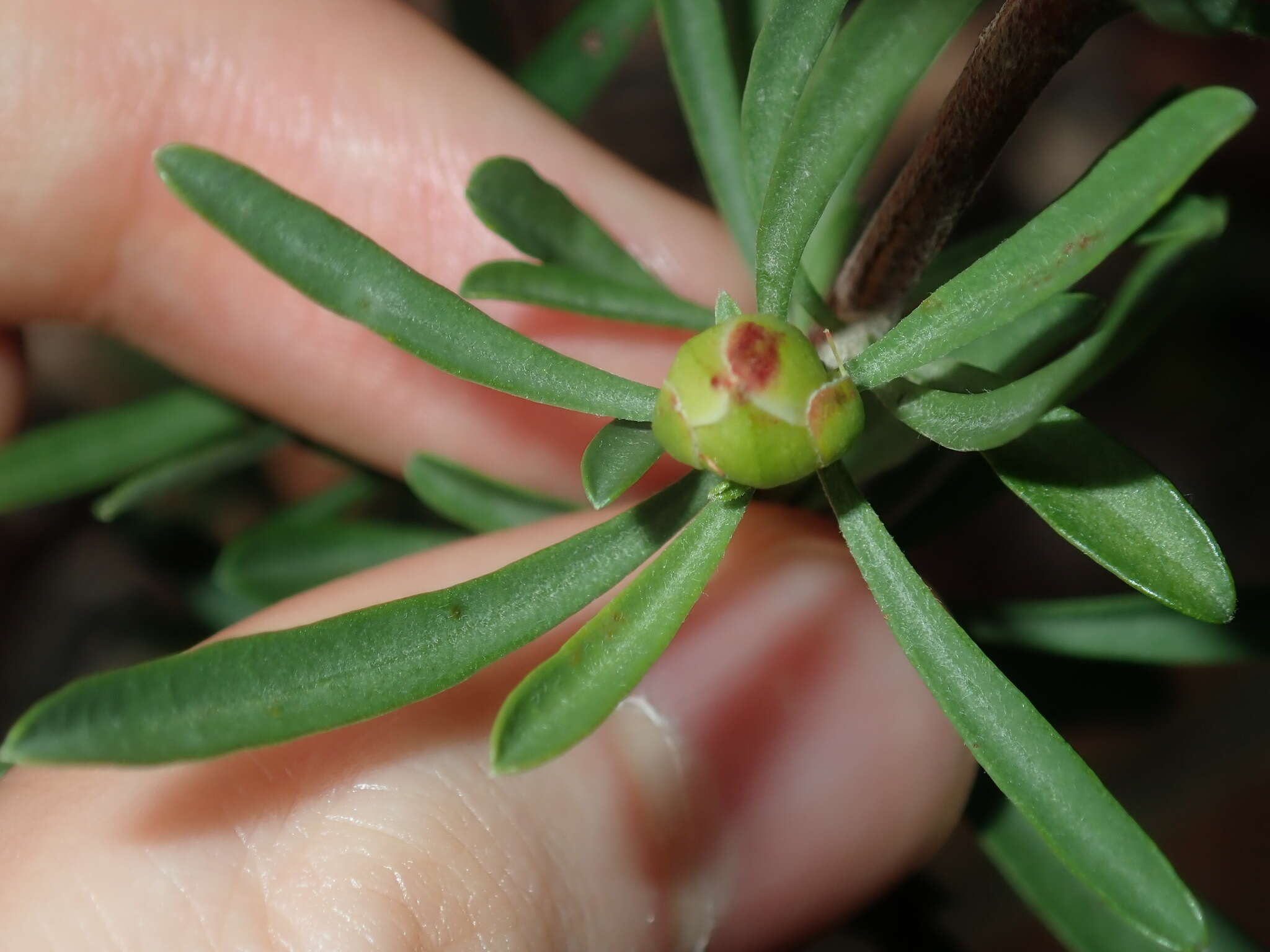 Image of Hibbertia linearis R. Br. ex DC.