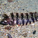 Image of Johnston's Weedfish