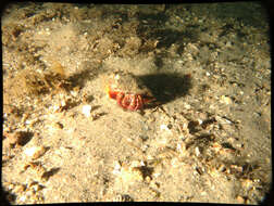 Image of bareye hermit