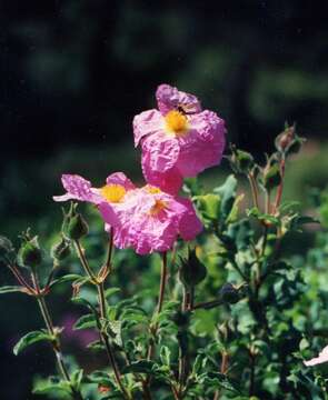 Image of Cistus creticus L.