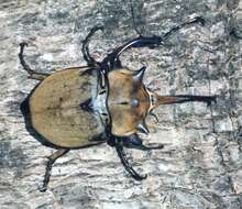 Image of Elephant beetle