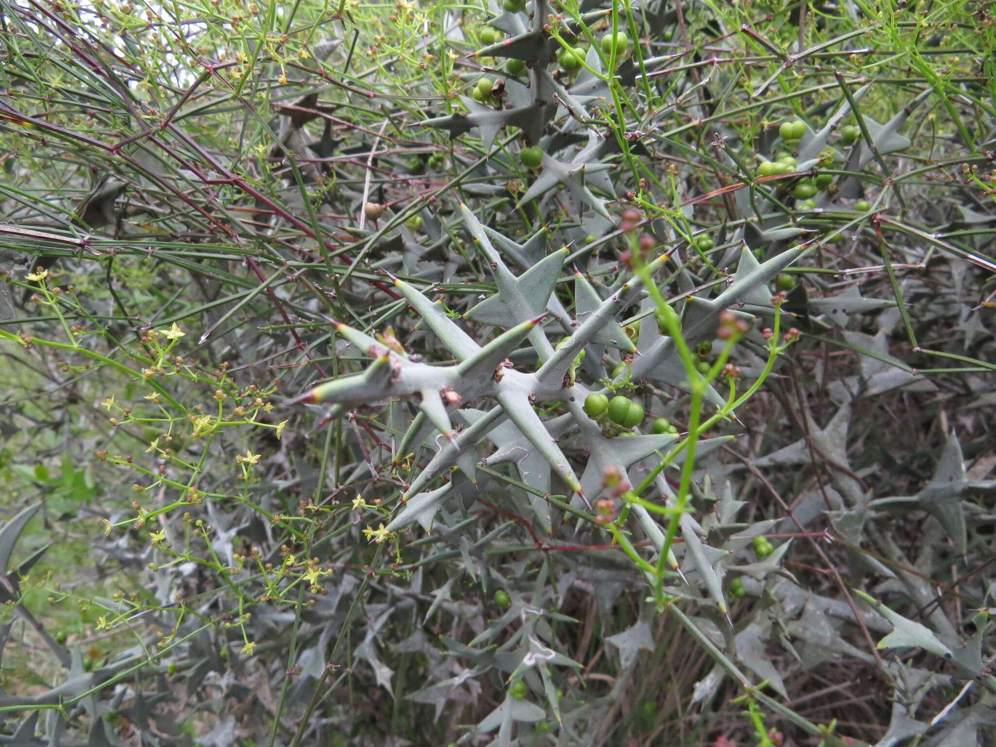 Image of Colletia paradoxa (Spreng.) Escalante