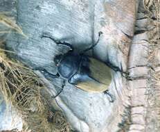 Image of Elephant beetle