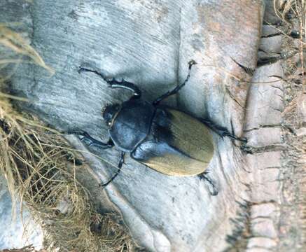 Megasoma elephas (Fabricius 1775) resmi