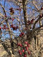 Image de Crataegus meyeri Pojark.