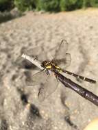 صورة Neogomphus edenticulatus Carle & Cook 1984