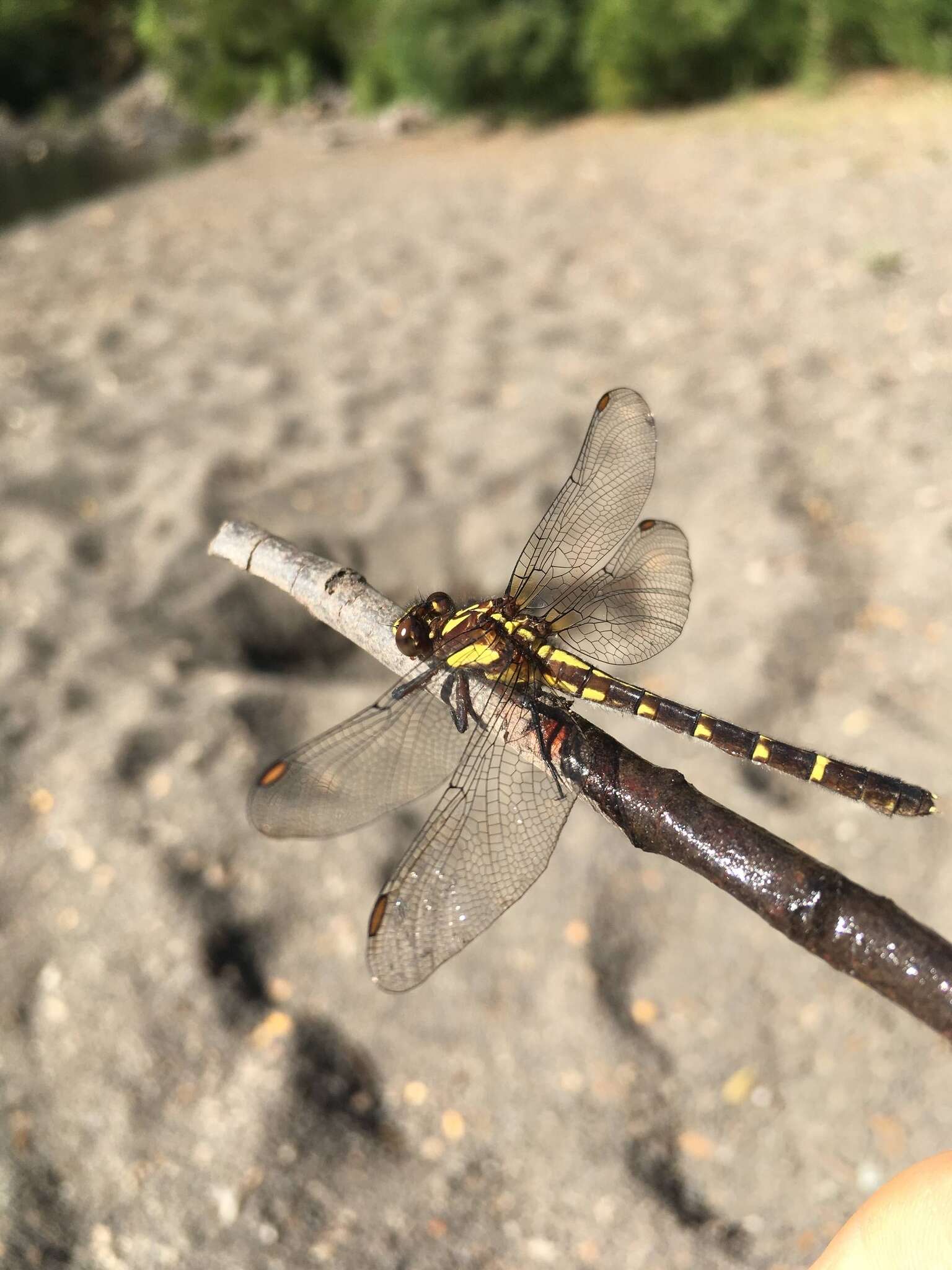 Imagem de Neogomphus edenticulatus Carle & Cook 1984