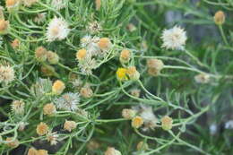 Image of Pulicaria glutinosa (Boiss.) Jaub. & Spach