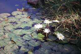 Image of Egyptian white water-lily