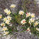 Image of Conostylis crassinerva subsp. crassinerva
