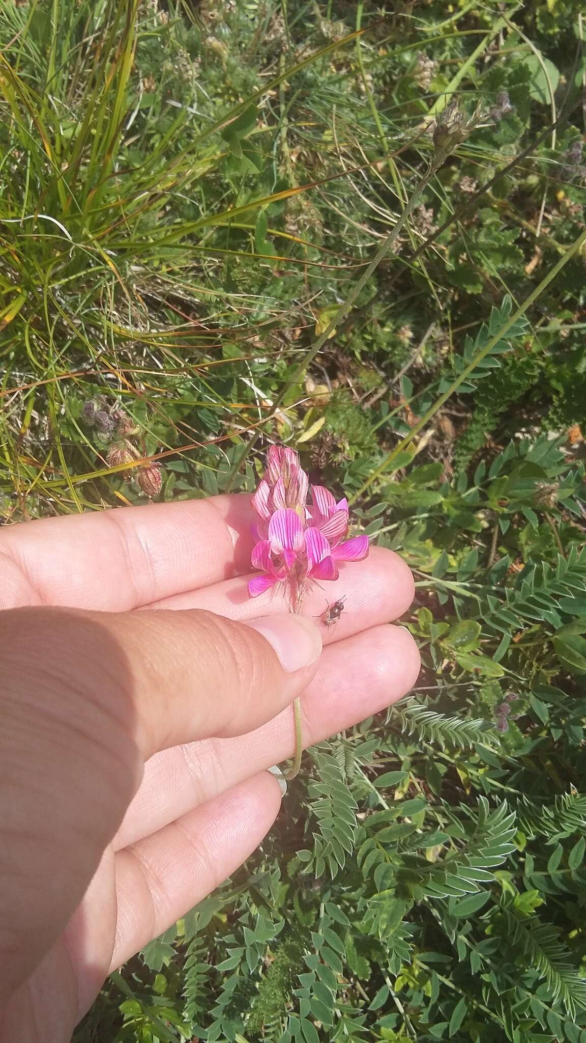 Onobrychis arenaria subsp. miniata (Steven) P. W. Ball的圖片