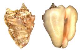 Image of Hawk-wing conch