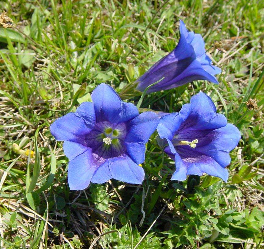 Image of Stemless Gentian