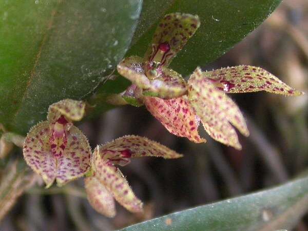 Image of Acianthera bicornuta (Barb. Rodr.) Pridgeon & M. W. Chase