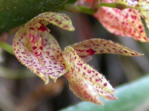 Imagem de Acianthera bicornuta (Barb. Rodr.) Pridgeon & M. W. Chase