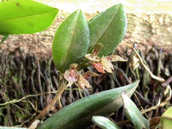 Image of Acianthera bicornuta (Barb. Rodr.) Pridgeon & M. W. Chase