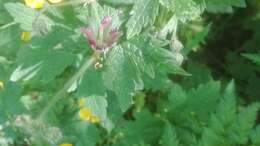 Image of Geranium reflexum L.