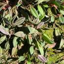 Image of Acianthera bicornuta (Barb. Rodr.) Pridgeon & M. W. Chase