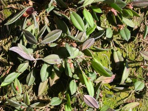 Imagem de Acianthera bicornuta (Barb. Rodr.) Pridgeon & M. W. Chase