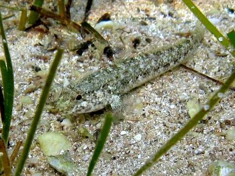 Image of Couch's Goby