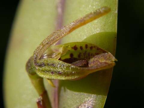 Image of Acianthera