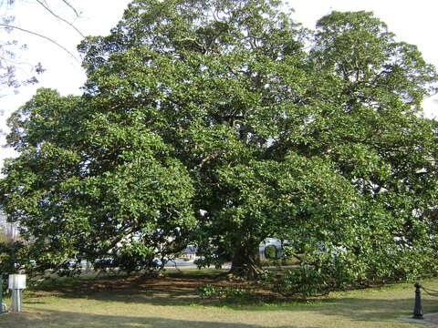 Image of Saucer magnolia