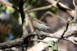 Image of Western Spinebill