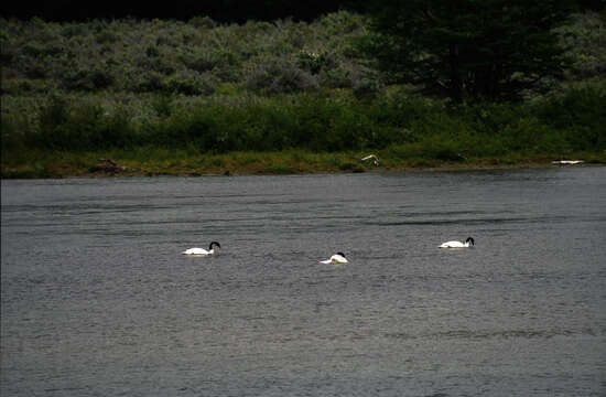 Image of Black-necked Swan