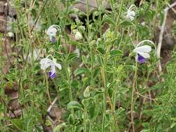 Sivun Trichostema arizonicum A. Gray kuva