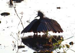 Image of Black Egret